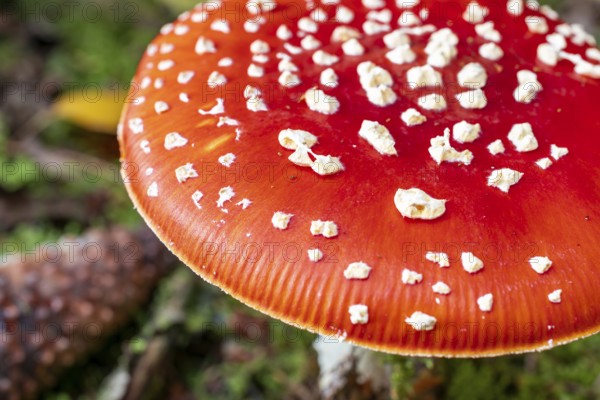 Close-up of the red, white speckled cap of a fly agaric (Amanita muscaria) on the moss-covered ground of the forest, Germany
