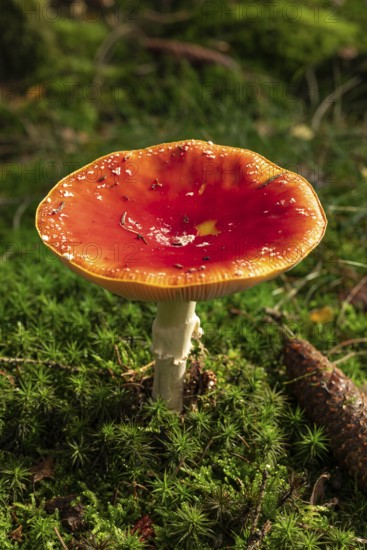 Close-up of a fly agaric (Amanita muscaria) with a red umbrella on the mossy ground of a forest, Germany