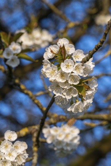 Close-up of the branches of a cherry tree (Prunus avium) with white blossoms during fruit tree blossom in spring, Lower Saxony, Germany