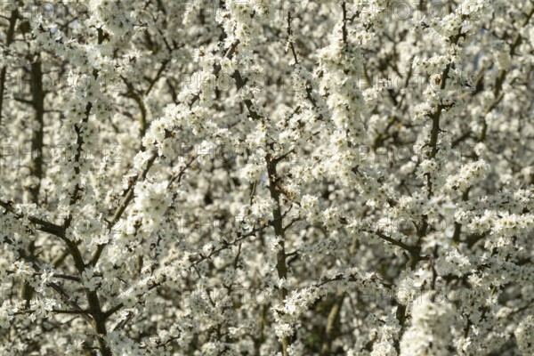 Full-format image of the branches and twigs of flowering blackthorn or blackthorn (Prunus spinosa) with white flowers during fruit tree blossom in spring, Lower Saxony, Germany