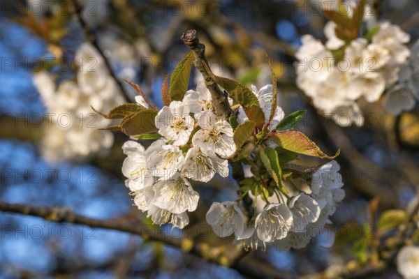 Close-up of the branches of a cherry tree (Prunus avium) with white blossoms during fruit tree blossom in spring, Lower Saxony, Germany