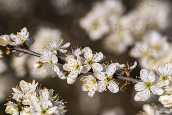 Close-up of the branches of flowering blackthorn or blackthorn (Prunus spinosa) in sunlight, spring, Germany