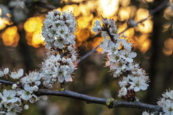 Close-up of the branches of flowering blackthorn or blackthorn (Prunus spinosa), backlight shot with warm bokeh of the evening sun, Germany