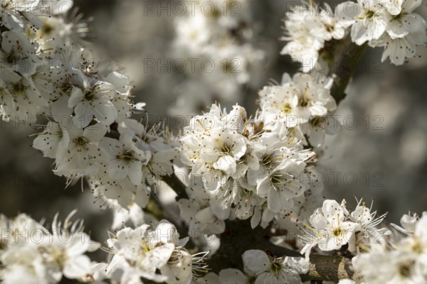 Close-up of branches of flowering blackthorn or blackthorn (Prunus spinosa) with white flowers during fruit tree blossom in spring, Lower Saxony, Germany