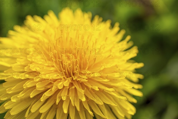 Close-up of the bright yellow flower of a common dandelion (Taraxacum sect. Ruderalia in front of blurred green foliage, spring, Germany