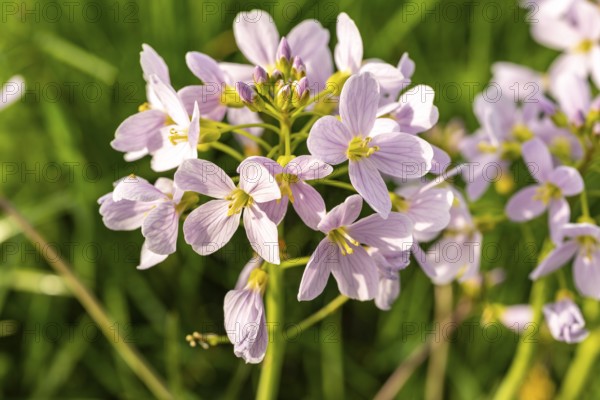 Pink-coloured inflorescences of meadow foamwort (Cardamine pratensis) in front of blurred green foliage, spring, Germany