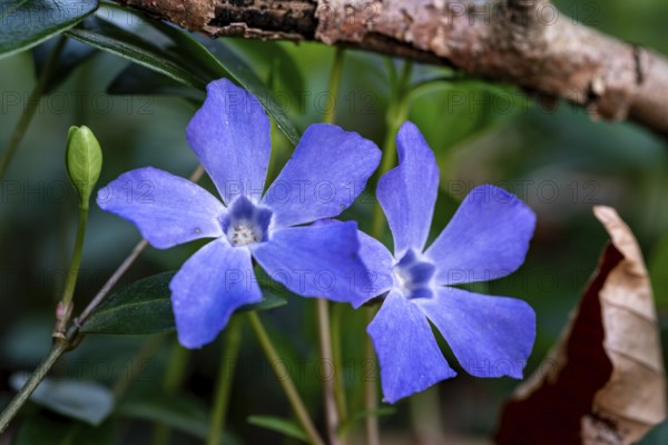Close-up of Lesser periwinkle (Vinca minor) with blue-violet flowers in spring, Germany