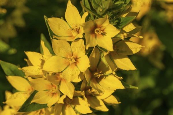 Yellow inflorescence of spotted loosestrife (Lysimachia punctata), Germany