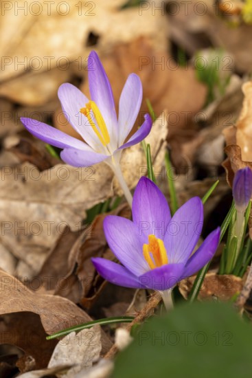 Close-up of the purple flowers of the spring crocus (Crocus vernus) between dry leaves in spring, Germany