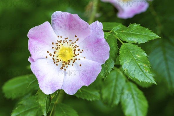 Close-up of the pink flower of a dog rose (Rosa canina) in front of green foliage, Germany