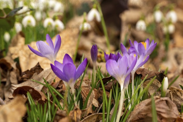 Close-up of the purple flowers of the spring crocus (Crocus vernus) between dry leaves, in the background blurred snowdrops (Galanthus nivalis), Germany