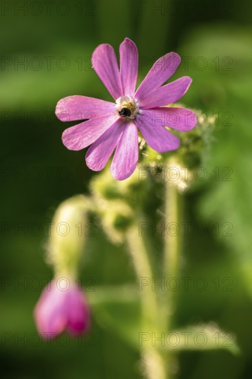 Close-up of a red campion (Silene dioica) with pink flower in front of blurred green foliage in a forest in spring, Germany