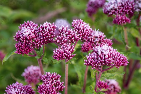 Close-up of bright purple-pink inflorescences of Hemp agrimony (Eupatorium cannabinum) in front of blurred green foliage, Germany