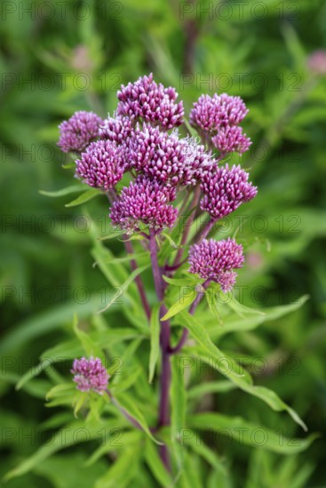 Bright purple-pink inflorescences of Hemp agrimony (Eupatorium cannabinum) in front of blurred green foliage, Germany