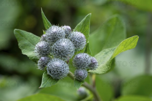 Close-up of the closed flowers of a felt burdock or woolly burdock (Arctium tomentosum), Germany