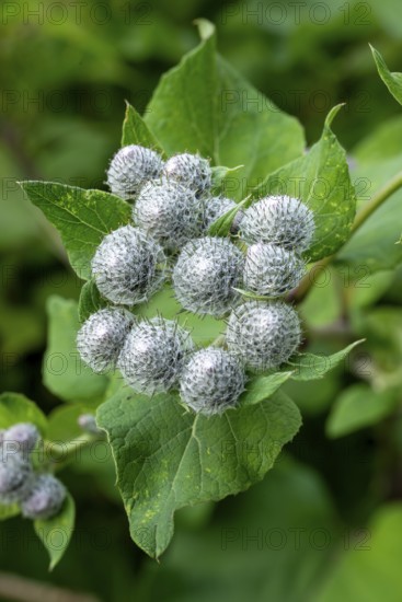 Close-up of the closed flowers of a felt burdock or woolly burdock (Arctium tomentosum), Germany