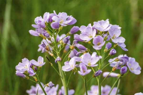 Pink-purple inflorescences of meadow foamwort (Cardamine pratensis) in front of blurred green foliage, spring, Germany