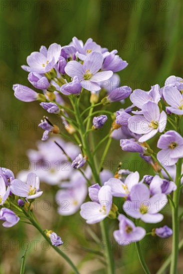 Pink-purple inflorescences of meadow foamwort (Cardamine pratensis) in front of blurred green foliage, spring, Germany