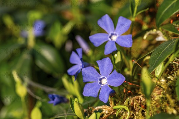 Close-up of Lesser periwinkle (Vinca minor) with blue-violet flowers on a moss-covered forest floor in spring, Germany