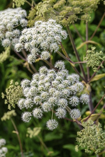 Angelica sylvestris (Angelica sylvestris) with white inflorescence, Germany