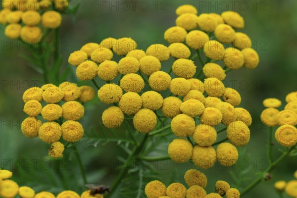 Close-up of yellow flowering tansy (Tanacetum vulgare L.) in front of blurred green foliage, Germany
