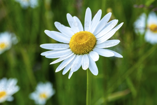 Close-up of the white-yellow inflorescence of a meadow daisy (Leucanthemum vulgare) in front of blurred green foliage, Germany