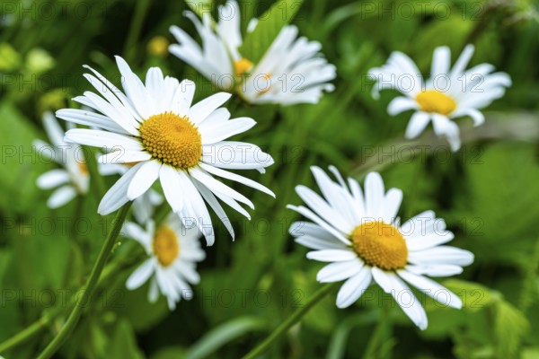 Close-up view of a group of rough meadow daisies (Leucanthemum vulgare) with white-yellow inflorescence in front of blurred green foliage, Germany