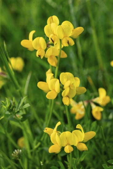 Bird's-foot Trefoil (Lotus corniculatus) with yellow flowers in front of blurred green foliage, Germany