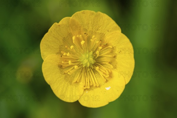 Frontal close-up of the yellow flower of a buttercup or buttercup buttercup (Ranunculus acris) in front of blurred green foliage, spring, Germany