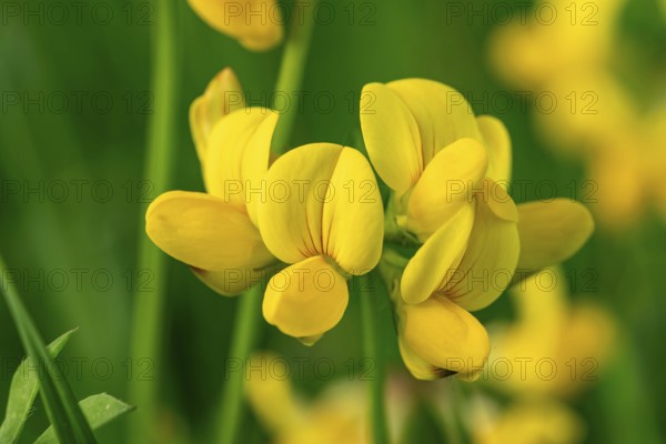 Close-up of the yellow flowers of Bird's-foot Trefoil (Lotus corniculatus) in front of blurred green foliage, Germany