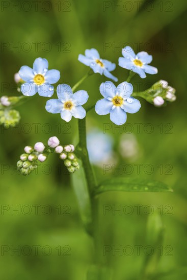 Close-up of the blue flowers of a forget-me-not (Myosotis), moistened with water droplets, in front of blurred green foliage, spring, Germany