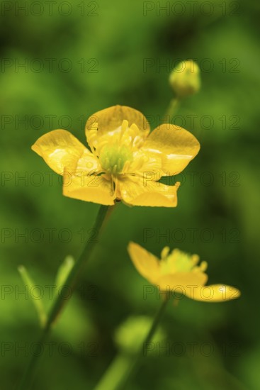 Close-up of the yellow flower of a buttercup or buttercup buttercup (Ranunculus acris) moistened with water droplets in front of blurred green foliage, spring, Germany