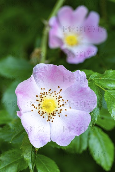 Close-up of the pink flower of a dog rose (Rosa canina) in front of green foliage, Germany