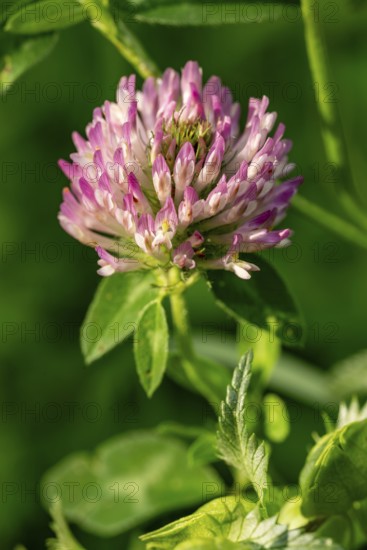 Close-up of the pink inflorescence of meadow clover or red clover (Trifolium pratense), spring, Germany