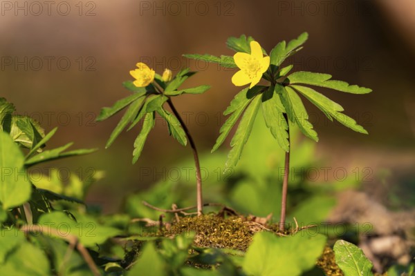 Close-up of two Yellow Anemone (Anemone ranunculoides) in the sunlight on the ground of a forest in spring, Germany