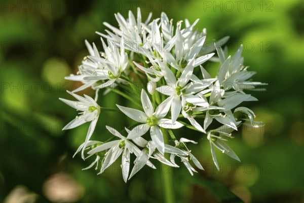 Close-up of white blooming wild garlic in front of green, blurred leaves in the forest, spring, Germany