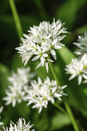 Close-up of white blooming wild garlic in front of green, blurred leaves in the forest, spring, Germany