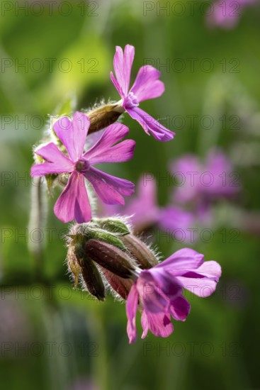 Close-up of red campions (Silene dioica) with pink flowers in front of blurred green foliage in a forest in spring, Germany