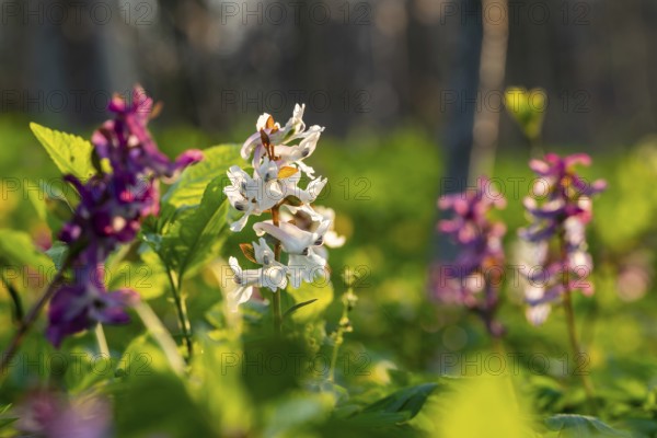 Hollow larkspur (Corydalis cava) with white and purple flowers in atmospheric light in a forest in spring, Lower Saxony, Germany
