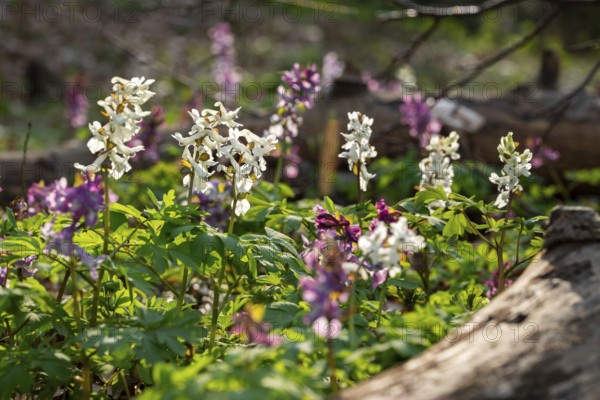 Hollow larkspur (Corydalis cava) with white and purple flowers in atmospheric light in a forest in spring, dead wood in the background, Lower Saxony, Germany