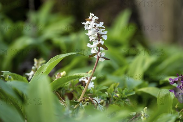 Hollow larkspur (Corydalis cava) with white flowers in atmospheric light in a forest in spring, Lower Saxony, Germany