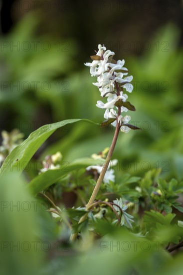 Hollow larkspur (Corydalis cava) with white flowers in atmospheric light in a forest in spring, Lower Saxony, Germany