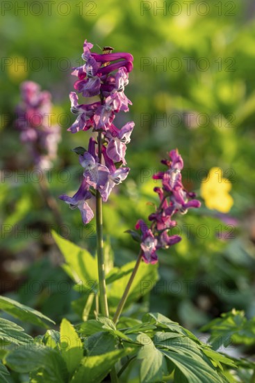 Close-up of Hollow larkspur (Corydalis cava) with purple flowers in atmospheric light in a forest in spring, Lower Saxony, Germany