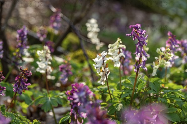 Close-up of Hollow larkspur (Corydalis cava) with white and purple flowers in atmospheric light in a forest in spring, Lower Saxony, Germany