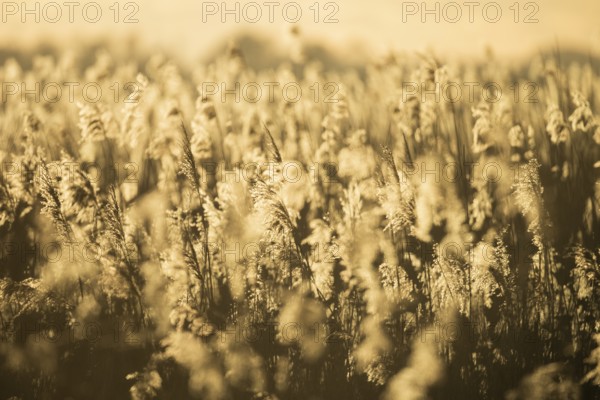 Reed field Reed reeds in the warm light of sunset with golden atmosphere, Lembruch, Lower Saxony, Germany