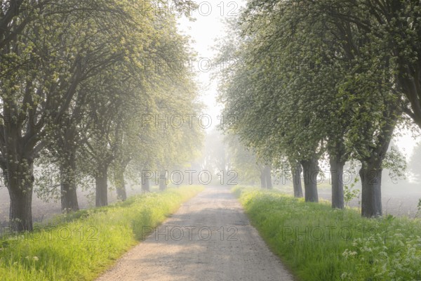 A misty morning path lined with trees, soft light creates a calm and peaceful atmosphere Mulberry tree avenue (Morus spec.), Bohmte, Lower Saxony, Germany