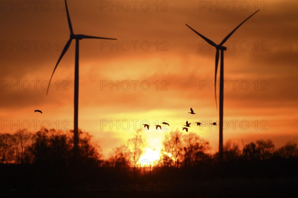Wind turbines and flying birds geese in front of an orange sunset, silhouettes of wind turbines in front of a dramatic sunset, Dümmer nature park Park, Lower Saxony, Germany