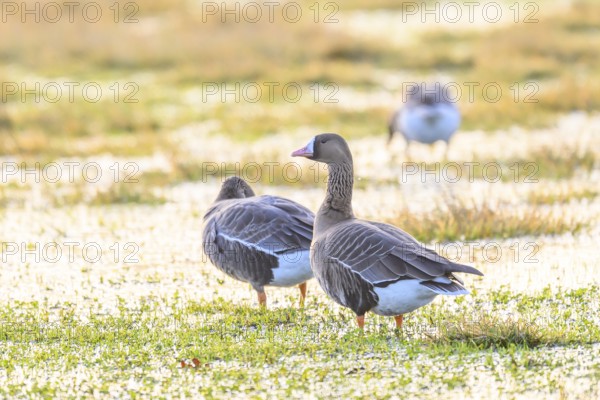 Two white-fronted geese (Anser albifrons) on a grassy, flooded meadow, Dümmer nature park Park, Lower Saxony, Germany