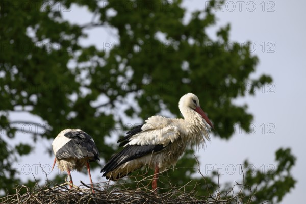 Two storks White storks (Ciconia ciconia) on a nest in front of a green foliage background under a slightly cloudy sky, Dümmer nature park Park, Lower Saxony, Germany