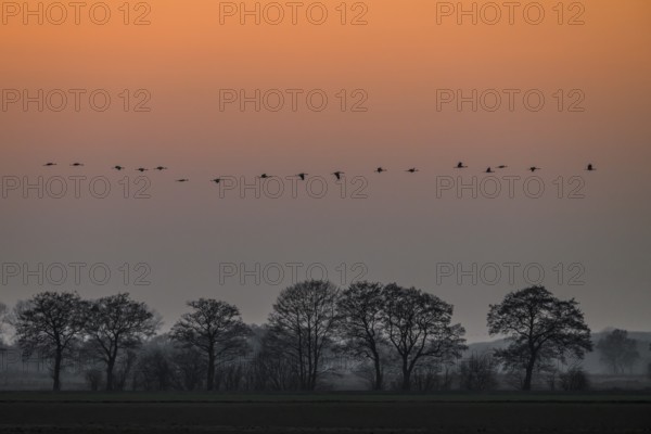 A line of cranes (Grus grus) flies over trees at dusk, Dümmer nature park Park, Lower Saxony, Germany